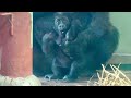 もうすぐ立てそう!生後5ヶ月サンタロウの懸命な挑戦。ゴリラ親子の絆が尊すぎる ┃ 京都市動物園のゴリラ