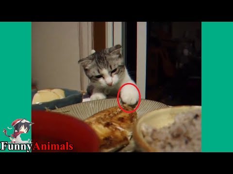 the-funniest-and-most-humorous-cat-trying-to-steal-fish---funny-cats-compilation