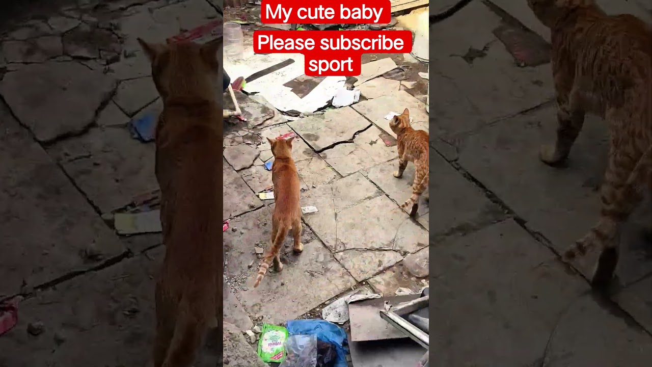 My cute cat 😺 sortvideo reel 