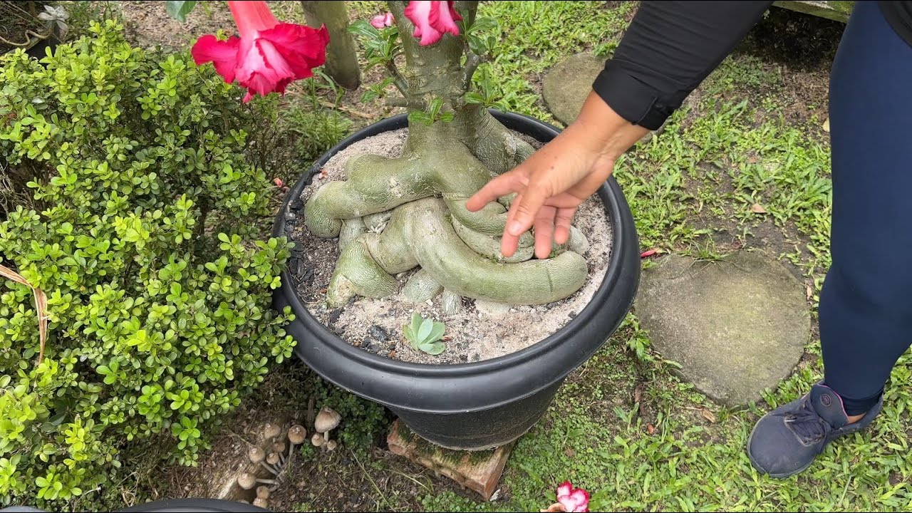 O MELHOR SUBSTRATO PRA SUA ROSA DO DESERTO DESENVOLVER MUITO E FLORESCER