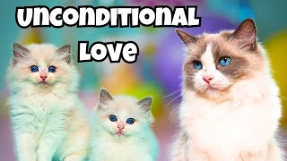 Ragdoll Cats: Graceful & Gentle Companions ❤