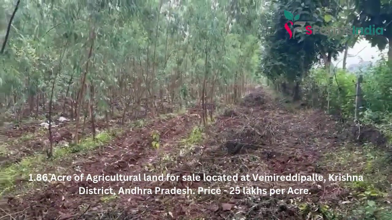1.86 Acre || Agricultural land for sale || Vemireddipalle | Krishna District || Andhra Pradesh