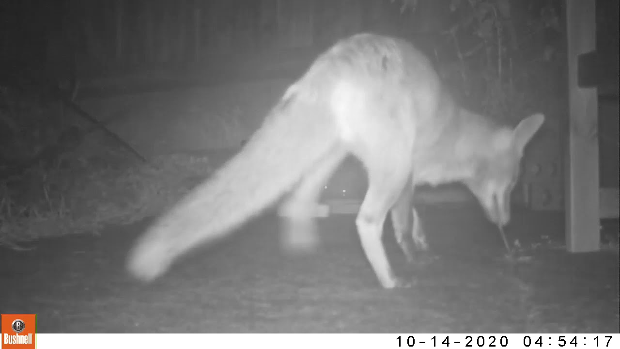 Foxes Eat Worms YouTube