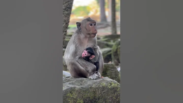#macaque #monkey #cute #babymokey #monkeybaby #animals
