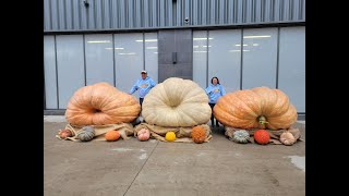 Giant Pumpkin Q&A with Dave Stelts