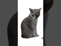 Мой вк и вк моего брата в описании #catbrush #cat #кот #серыйкот #shorts