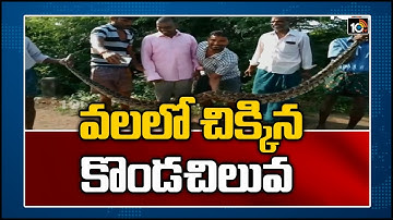 వలలో చిక్కిన కొండచిలువ | Fisherman Finds Massive Python In Net | Warangal District | 10TV News