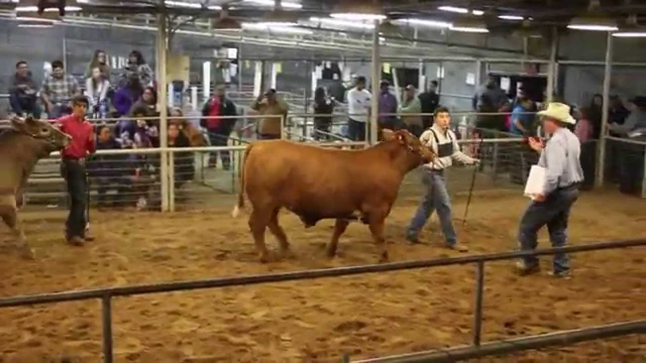 Champion Steer Selection Dimmit County Livestock Show MVI 4844 YouTube
