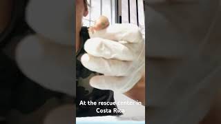 Baby opossum feeding time in Costa Rica!