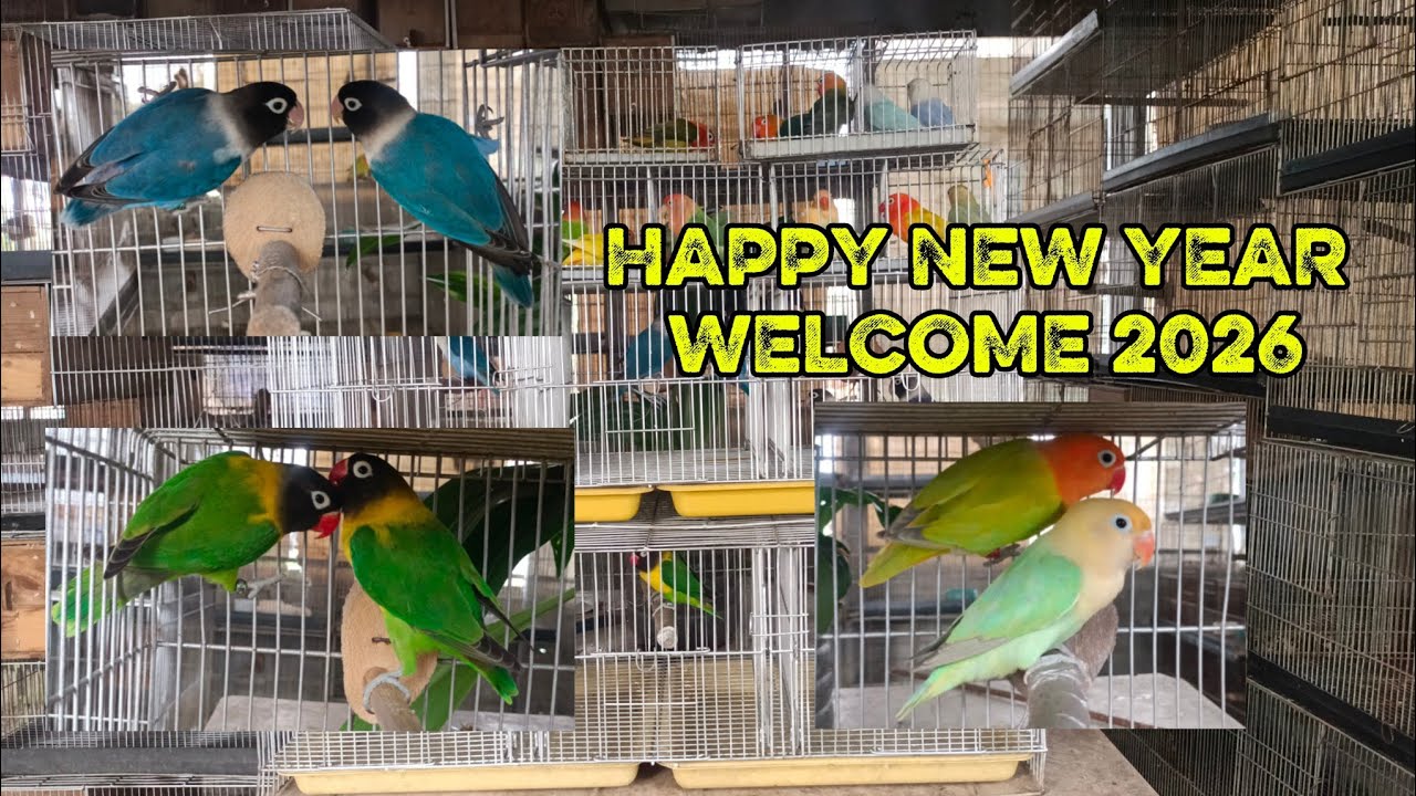 HAPPY NEW YEAR MGA BOSS Ilan sa Mga pangout nten ngaung 2026 