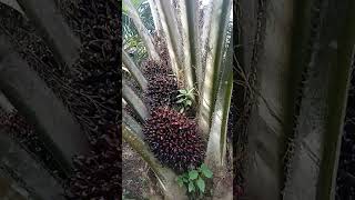 walau harga turun tetap kita panen biar Konoha yang atur harga 😭😭😭