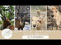 2024年3月30日 北海道産いきもの保全プロジェクト コラボインスタライブ エゾシカについて円山×旭山×釧路×おびひろ