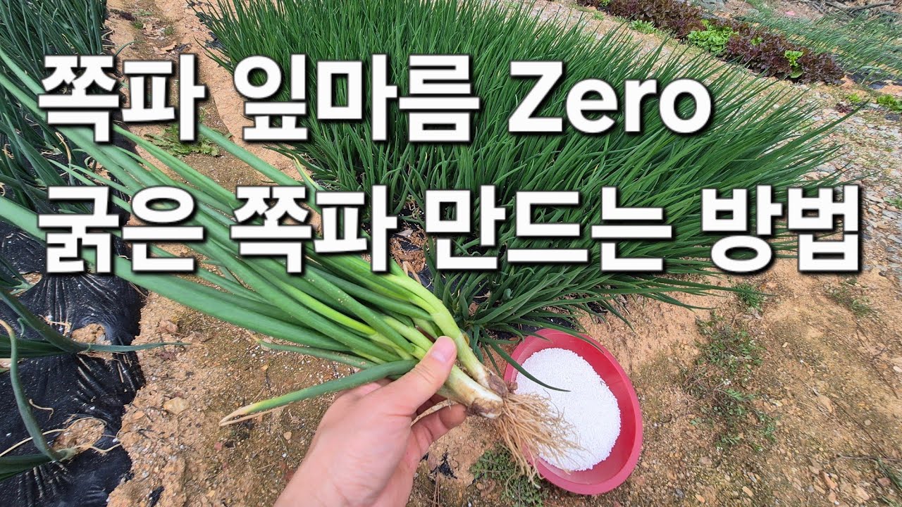 쪽파 잎마름 없이 깨끗하고 굵게 키우는 방법. 쪽파 심는시기와 방법은? - YouTube