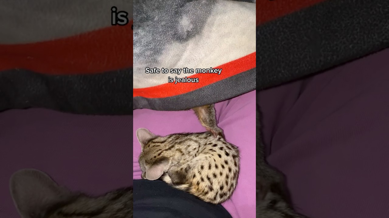 Norman was so little and Ollie was so jealous! 