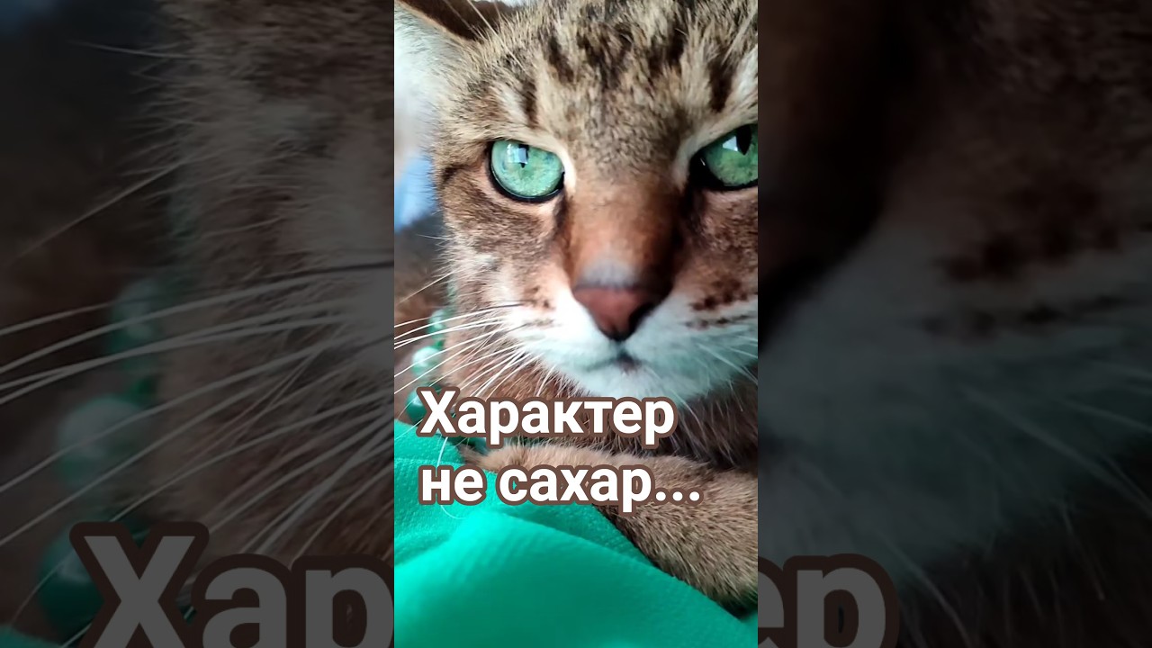 Терпим и радуемся 