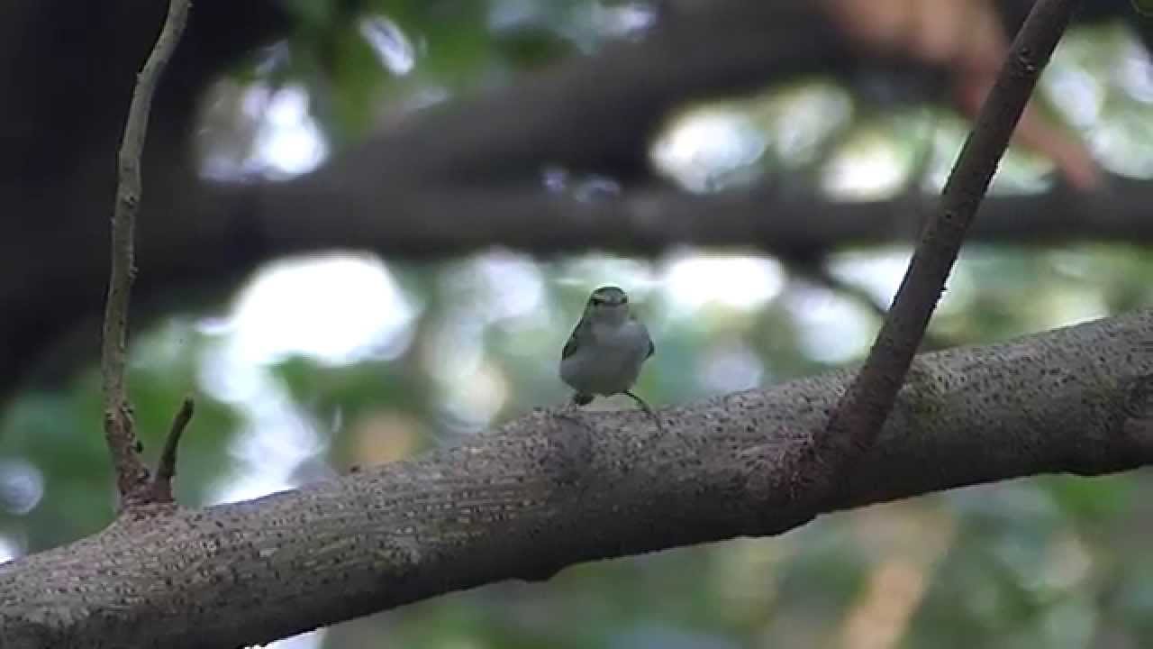 Claudia's Leaf Warbler 