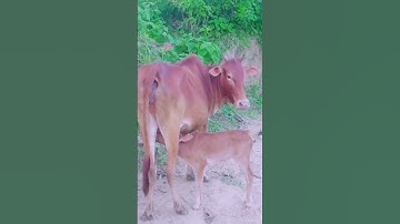 চট্টগ্রাম চন্দনাইশ [  chattagram Chandanaish,