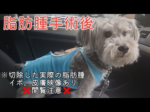 ミニチュアシュナウザー手術!【閲覧注意】切除した脂肪腫、皮膚、イボ、血液が出ます