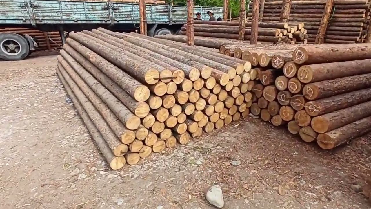 BOLOR NARXLARI SAMARQAND QIRCHA BOZORI БОЛОР НАРХЛАРИ САМАРКАНД КИРЧА БОЗОРИ