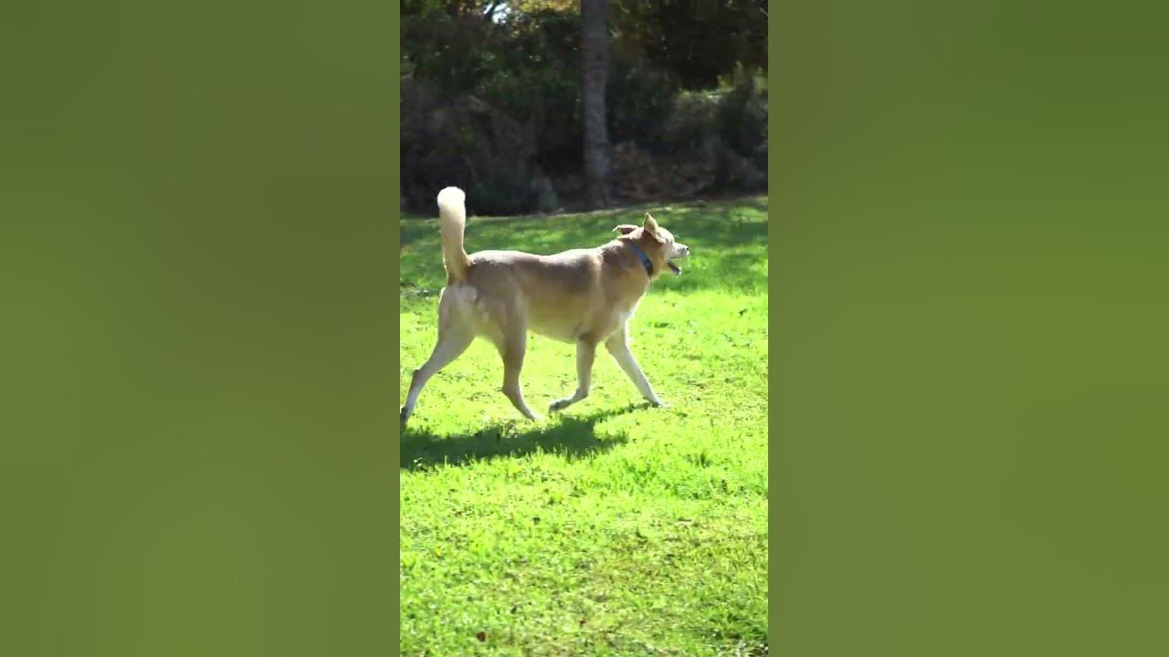 cute-dog-walking-reels-cutedog-viral-youtube