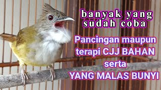 Cucak jenggot full besetan.. Masteran dan Pancingan cjj bahan maupun yang malas bunyi