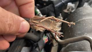 Fixing 02 Sensor and Purge Solenoid - P0443, P0053, P0030 on a 2006 Buick Lucerne