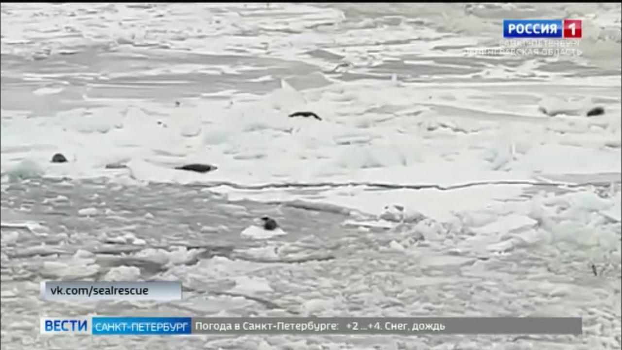 На льдах какого залива обитают белые. Финский залив СПБ лед.