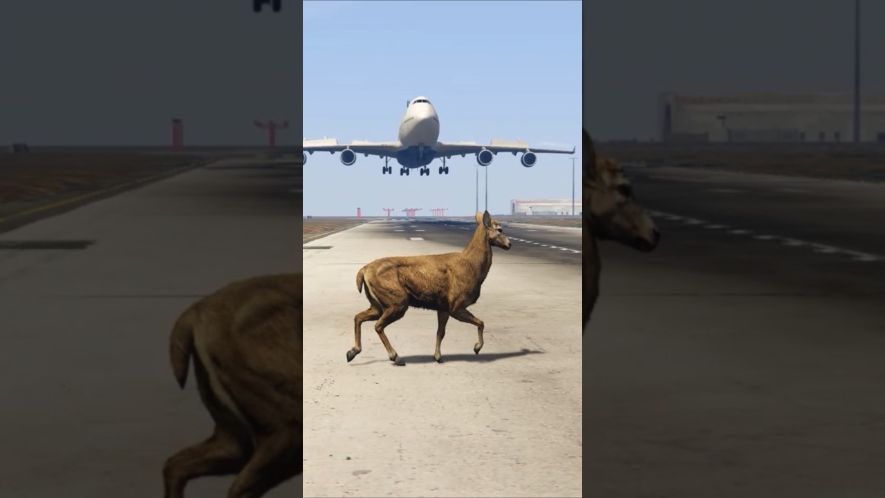 🦌 Accidentally Comes Runway During Airplane Emergency Landing Gtav