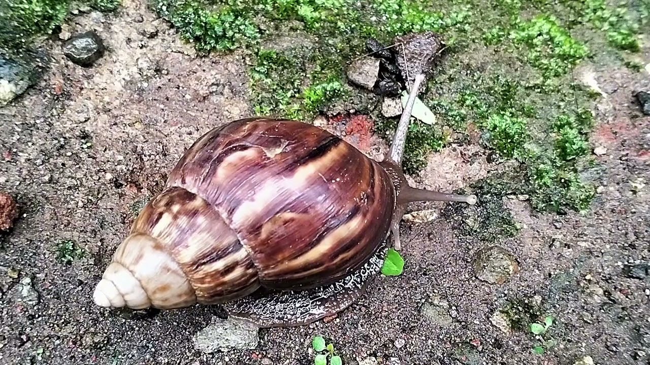 Perjalanan di Atas Tanah Lembap: Bekicot dan Langkah Kehidupannya