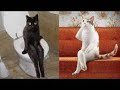 😂🤣🤣🤣CATS will make you LAUGH YOUR HEAD OFF  Funny CAT compilation 😁😁😂😂 | Funny GB