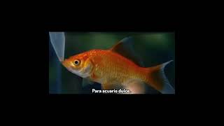 U Eces Ánea Ónparapeces