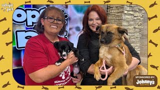Adopt a Pet: Meet Drama and Lakota!