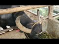 Aaxis dairy magagatas na bulgarian  buffalo august 4 2022 batangeno bcn