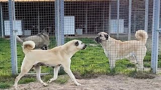 MARİFET DÜNYANIN EN BÜYÜK ÇOBAN KÖPEĞİ ÇİFTLİĞİ OLMAK DEĞİL EN TEMİZ VE EN İYİLERİNE SAHİP OLMAKTIR