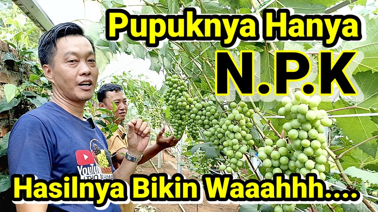 Pupuknya Hanya NPK tapi hasilnya melimpah, Inspirasi berkebun anggur part 2