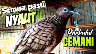 Suara PERKUTUT CEMANI gacor pemikat semua jenis perkutut