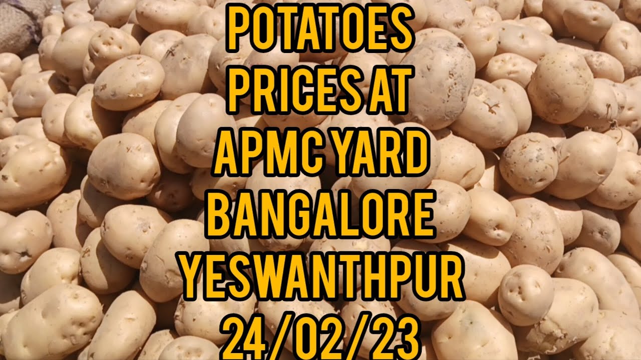 potatoes prices today 24/02/23 YouTube
