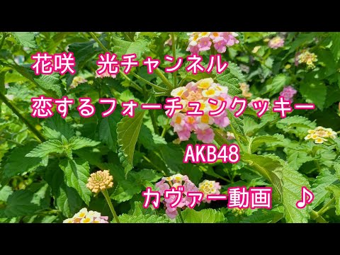 AKB48／恋するフォーチュンクッキー【うたスキ動画】