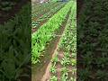Twenty-Four Solar Terms, Vegetable Planting Tips #Agriculture#organicfertilizer#gardening