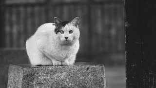 In the park with a cat … 5/c ( Monochrome )