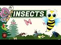 Insects  insects for kids learning