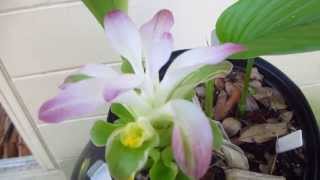 Turmeric in bloom, and how to grow this spice.
