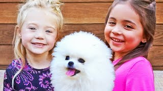 Tiny white micro teacup pomeranian puppy CARL LABRANT babysat & trained by Ever and Ava 4 years old
