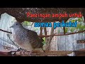 Perkutut lokal gacor suara besar super manjur untuk pancingan.