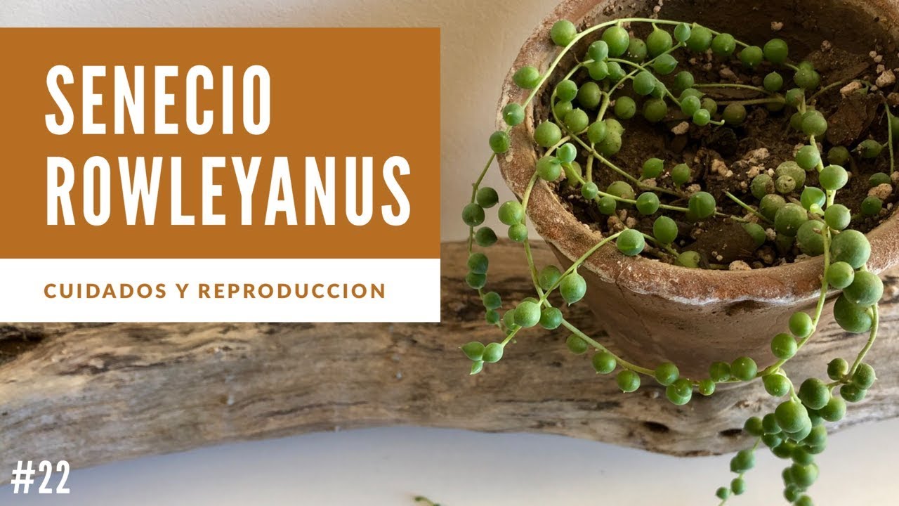 SENECIO ROWLEYANUS 💚 Planta Rosario o Bolitas