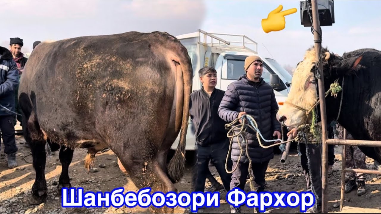 Шанбебозори Фархор Букаи Калон ва нархи Букача, 31 января 2026 г.