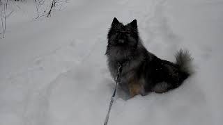 [Slow TV] Keeshond Dog Winter Walk  short asmr