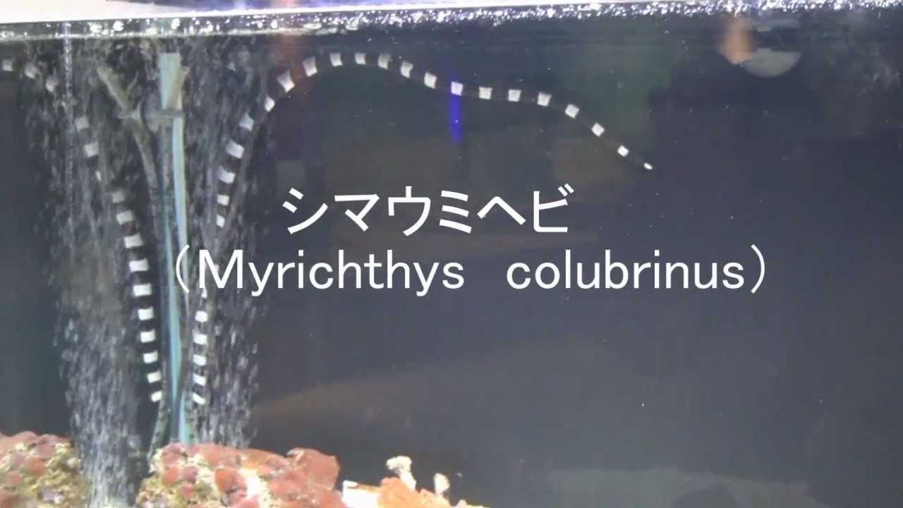 海の生き物 シマウミヘビ Myrichthys Colubrinus Youtube