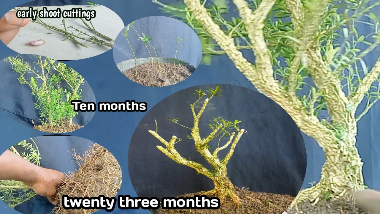 MAKING A BONSAI TREE FROM BEGINEERS ‼️(BOXSUS/BUXUS  SEMPERVIRENS) BRANCH CUTTINGS