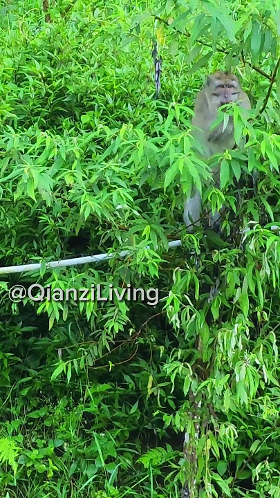 Hidup ditengah Hutan. Sapa Makhluk Hutan #living #nature #slowmoment #forestvlog #reels #foryou